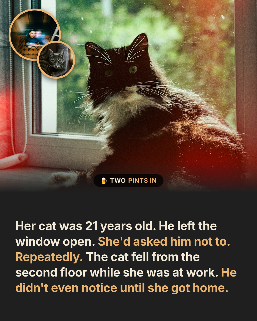She Lost Her 21-Year-Old Cat. What Came After Was Worse.